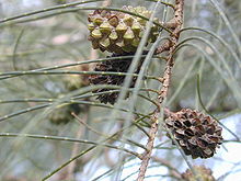 Casuarina Tree