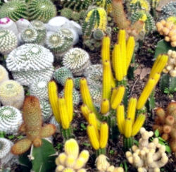 Cactus Garden in Bhubaneswar